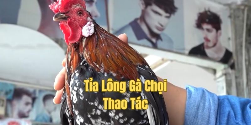 Hướng dẫn chi tiết các tỉa lông an toàn, hiệu quả