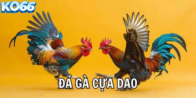 Đá gà cựa dao là gì?