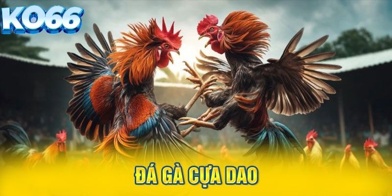 Đá gà cựa dao