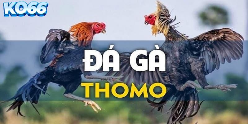 Các hình thức đá gà phổ biến được ưa chuộng tại KO66