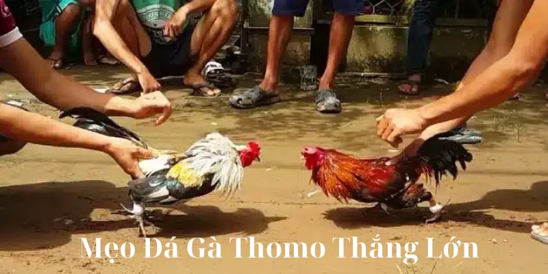 Mẹo chiến thắng trong đá gà thomo là gì