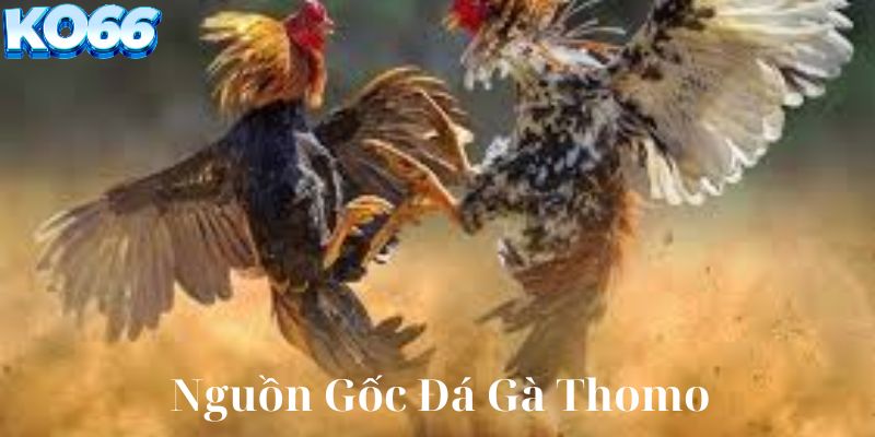 Nguồn gốc gà thomo là gì