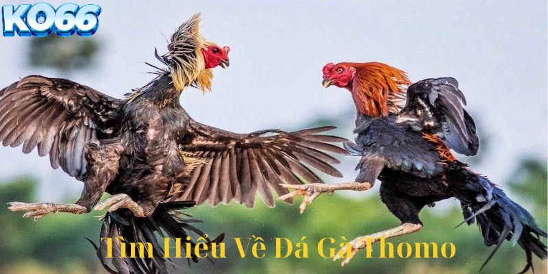 Tìm hiểu đá gà thomo là gì
