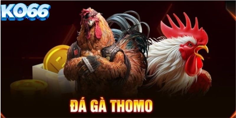 Đá gà Thomo