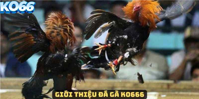 Giới thiệu đá gà tại KO66