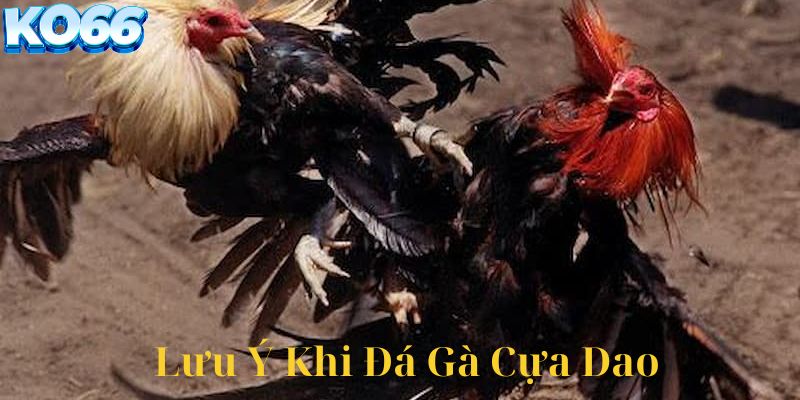 Lưu ý khi chơi Đá gà cựa dao