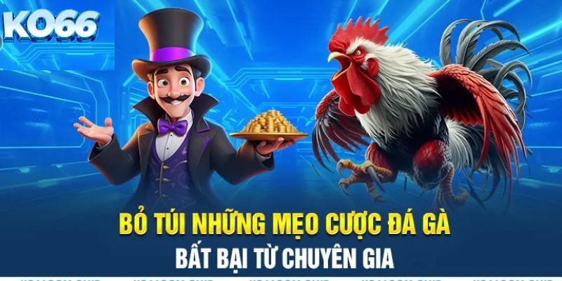 Mẹo cược đá gà bất bại từ chuyên gia